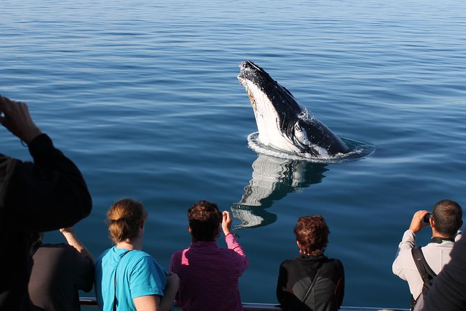 Spirit of Hervey Bay Whale Watching Cruise - Finding the whales and reading their behavior