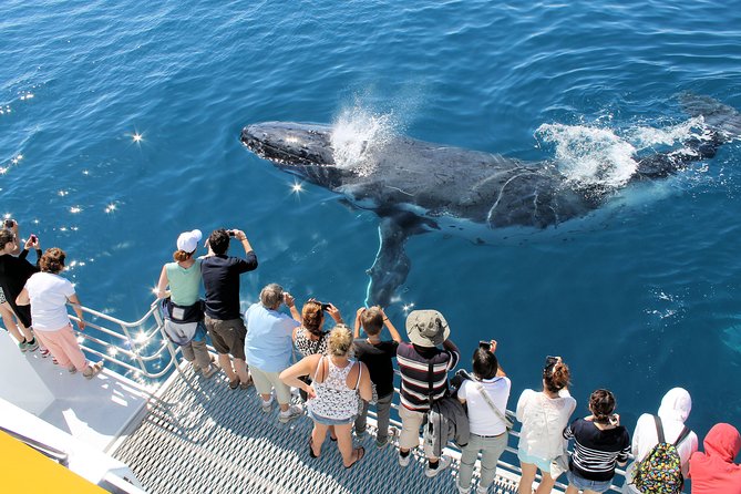 Spirit of Hervey Bay Whale Watching Cruise - Tea, comfort, and the four-and-a-half-hour rhythm