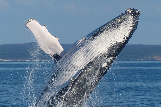 Spirit of Hervey Bay Whale Watching Cruise - Boarding at Whale Bay Marina in Urangan