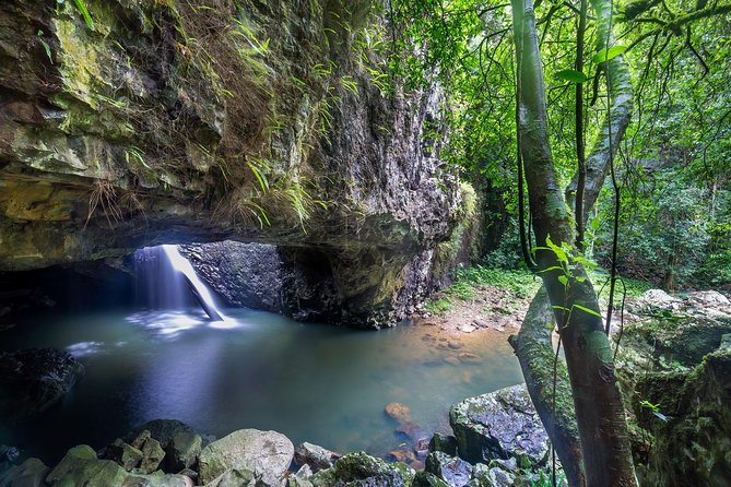 Springbrook andTamborine Rainforest Tour Incl Natural Bridge and Glow Worm Cave - Key points to know before booking