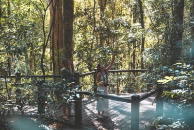 Springbrook andTamborine Rainforest Tour Incl Natural Bridge and Glow Worm Cave