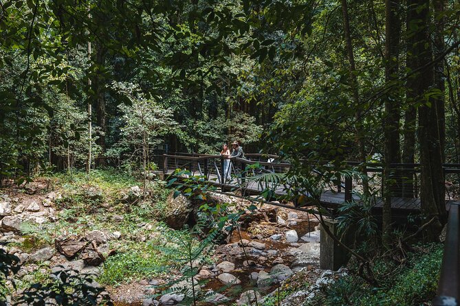 Springbrook andTamborine Rainforest Tour Incl Natural Bridge and Glow Worm Cave - Gallery Walk, local shopping, and lunch time