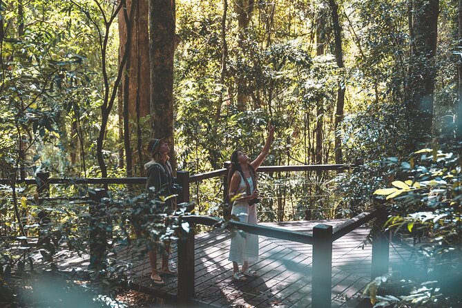 Springbrook andTamborine Rainforest Tour Incl Natural Bridge and Glow Worm Cave - Natural Bridge and Cave Creek waterfall