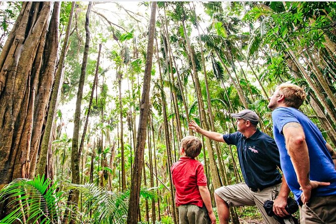 Springbrook Waterfalls & Natural Bridge Tour from Gold Coast - Purling Brook Falls, Queensland’s single-drop showpiece