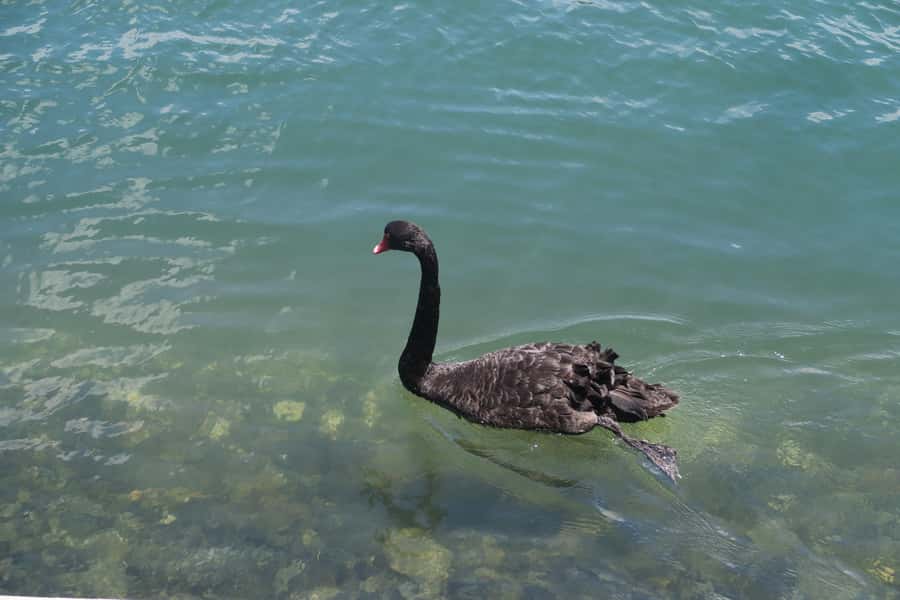 Surfers Paradise: Sightseeing Midday River and Canal Cruise - Dolphins and wildlife along the route
