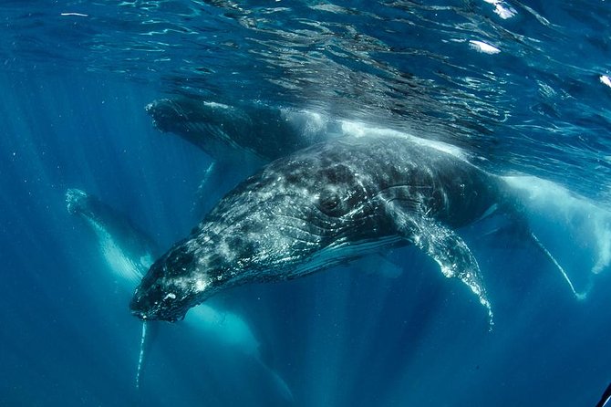 Swim with Humpback Whales - Ningaloo Reef - 3 Islands Whale Shark Dive - Key details worth knowing