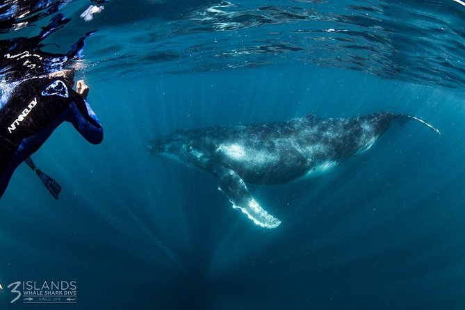 Swim with Humpback Whales - Ningaloo Reef - 3 Islands Whale Shark Dive - Why Ningaloo Reef makes this trip special