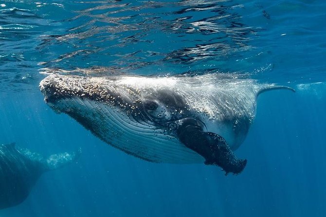 Swim with Humpback Whales - Ningaloo Reef - 3 Islands Whale Shark Dive - What the eight-hour day looks like