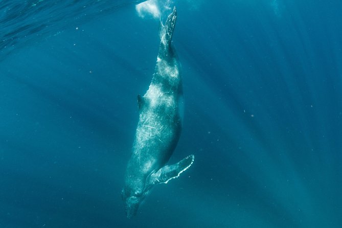 Swim with Humpback Whales - Ningaloo Reef - 3 Islands Whale Shark Dive - The whale encounter is the emotional centerpiece