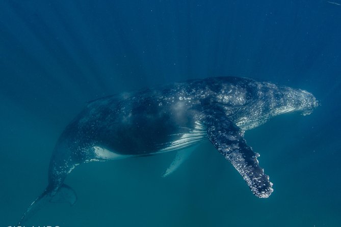 Swim with Humpback Whales - Ningaloo Reef - 3 Islands Whale Shark Dive - A small group and an attentive crew