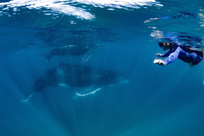 Swim with Humpback Whales - Ningaloo Reef - 3 Islands Whale Shark Dive - What your $430.35 covers
