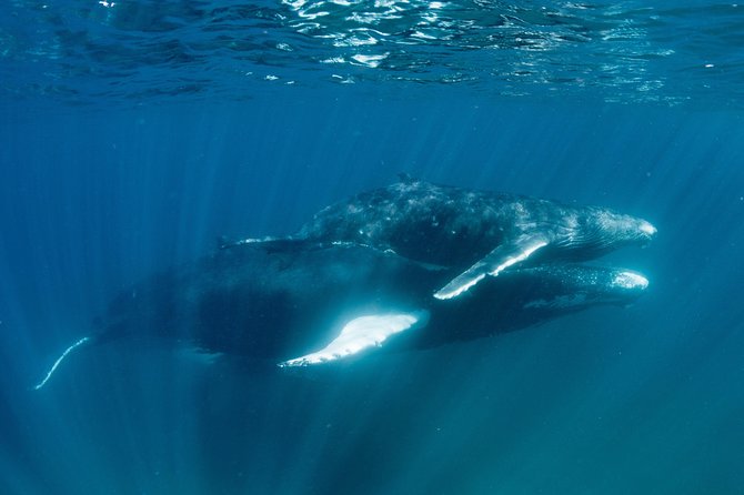 Swim with Humpback Whales - Ningaloo Reef - 3 Islands Whale Shark Dive - Practical points before you book