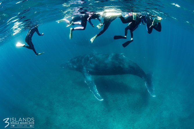 Swim with Humpback Whales - Ningaloo Reef - 3 Islands Whale Shark Dive - The spotter plane gives the crew a useful advantage