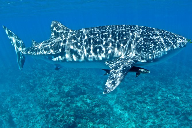 Swim with Whale Sharks in the Ningaloo Reef: 3 Island Shark Dive - Your first look at Ningaloo Reef