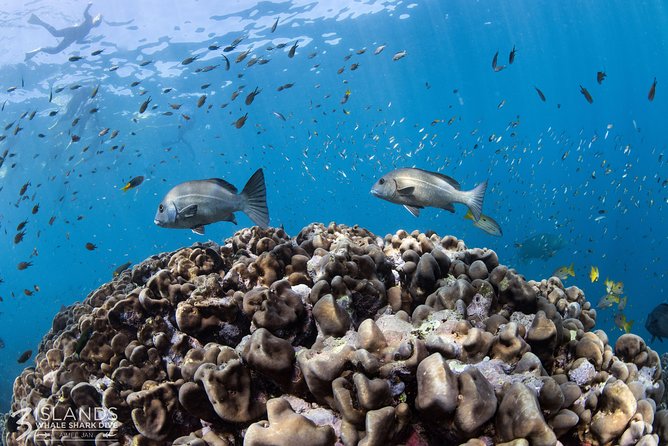 Swim with Whale Sharks in the Ningaloo Reef: 3 Island Shark Dive - Swimming beside the whale sharks