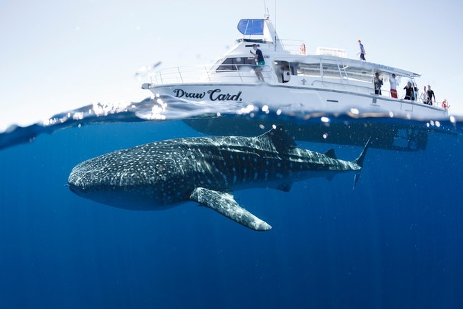 Swim with Whale Sharks in the Ningaloo Reef: 3 Island Shark Dive - Manta rays, turtles, dolphins, and larger surprises