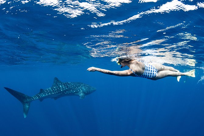 Swim with Whale Sharks in the Ningaloo Reef: 3 Island Shark Dive - Is $444.69 a fair price?