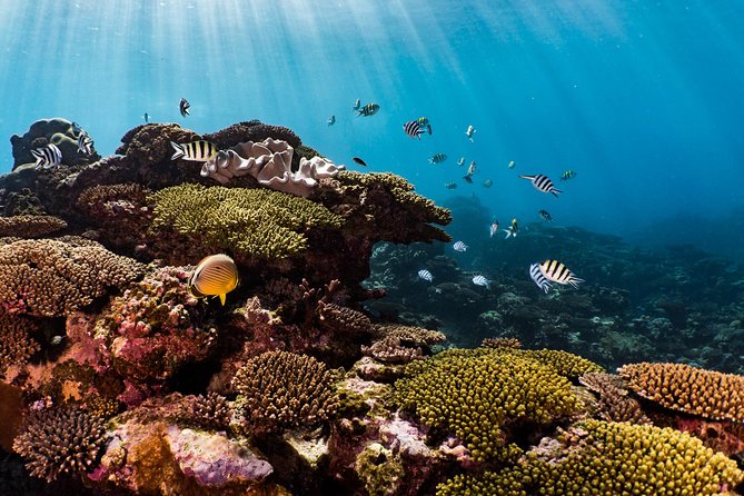 Swim with Whale Sharks in the Ningaloo Reef: 3 Island Shark Dive - Who will enjoy this day most?