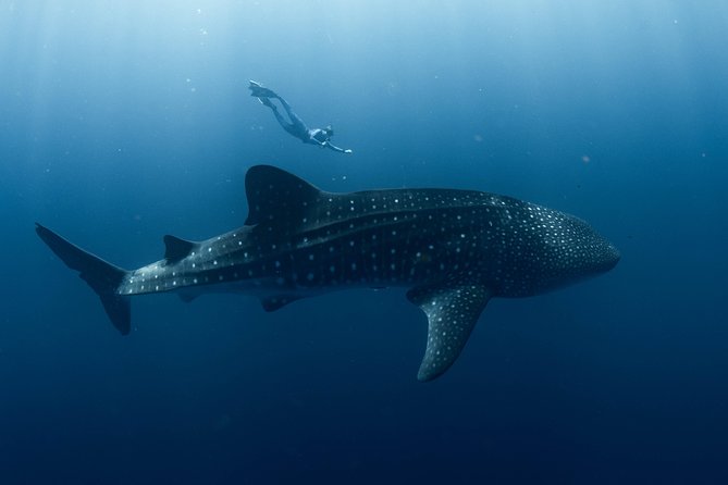 Swim with Whale Sharks in the Ningaloo Reef: 3 Island Shark Dive - How the aircraft helps find whale sharks