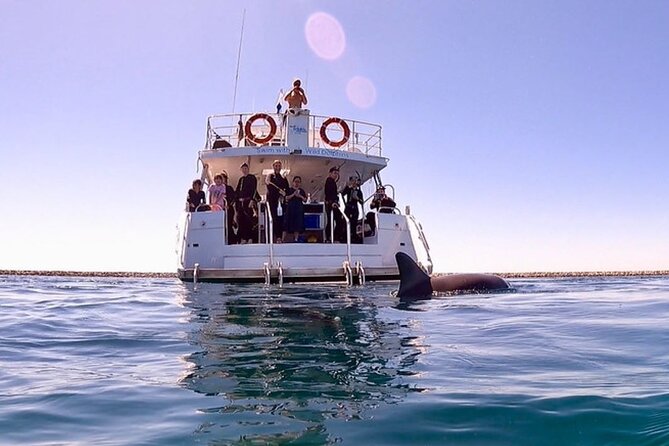Swim with Wild Dolphins Day Tour - Key details before you book