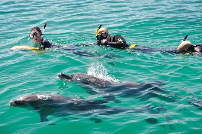 Swim with Wild Dolphins Day Tour - Why Rockingham is a good place for a dolphin swim