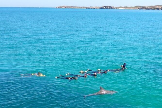 Swim with Wild Dolphins Day Tour - Lunch, hot drinks, and photos after the swim