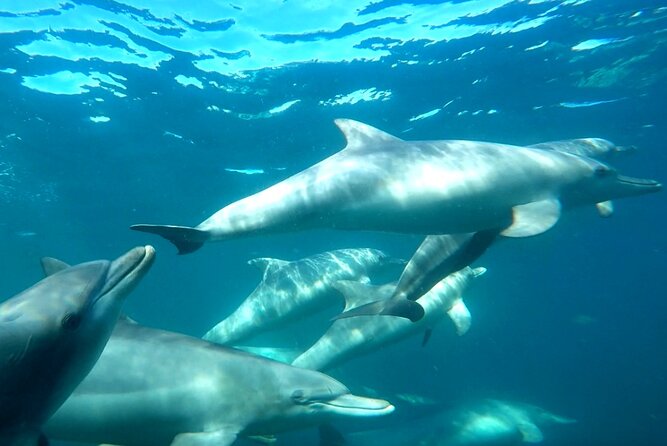 Swim with Wild Dolphins Day Tour - Starting at Val Street Jetty at 8 a.m.