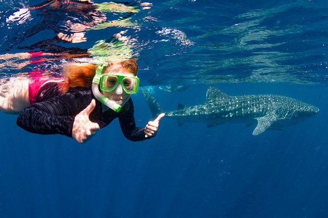 Swimming with the Whale Sharks - Ningaloo Reef (Exmouth) - Why Ningaloo Reef is the real star