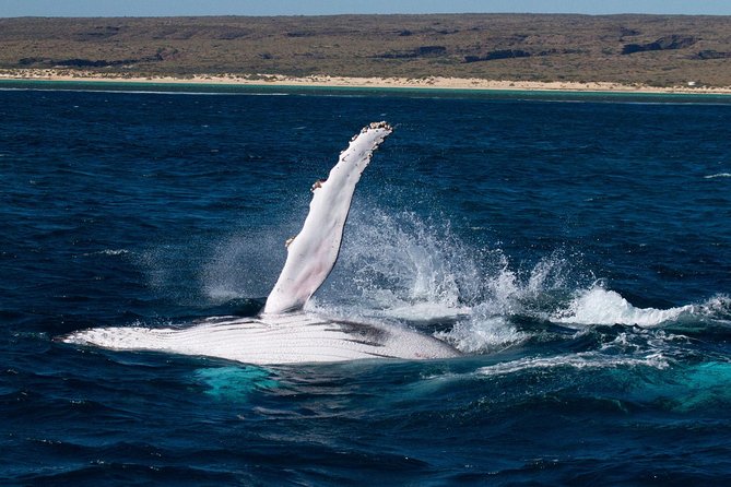 Swimming with the Whale Sharks - Ningaloo Reef (Exmouth) - Ningaloo Blue gives you room to breathe