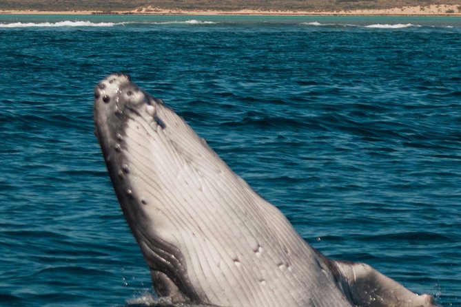 Swimming with the Whale Sharks - Ningaloo Reef (Exmouth) - What the whale shark swim feels like