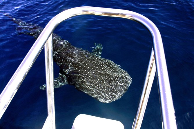 Swimming with the Whale Sharks - Ningaloo Reef (Exmouth) - Is the price fair at $451.86?