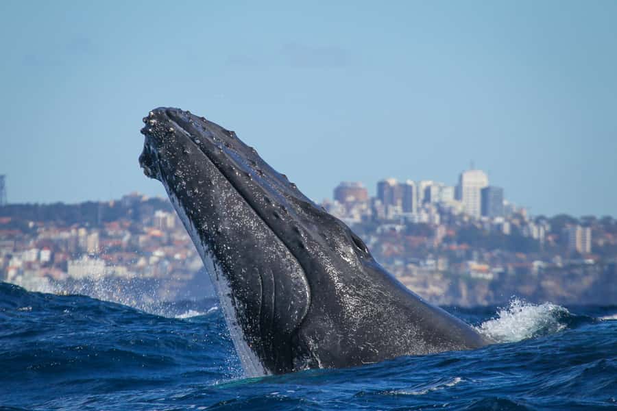 Sydney: 2-hour Express Whale Watching Cruise - Key points at a glance