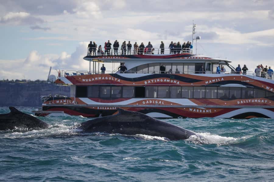 Sydney: 2-hour Express Whale Watching Cruise - Why this two-hour Sydney cruise works so well