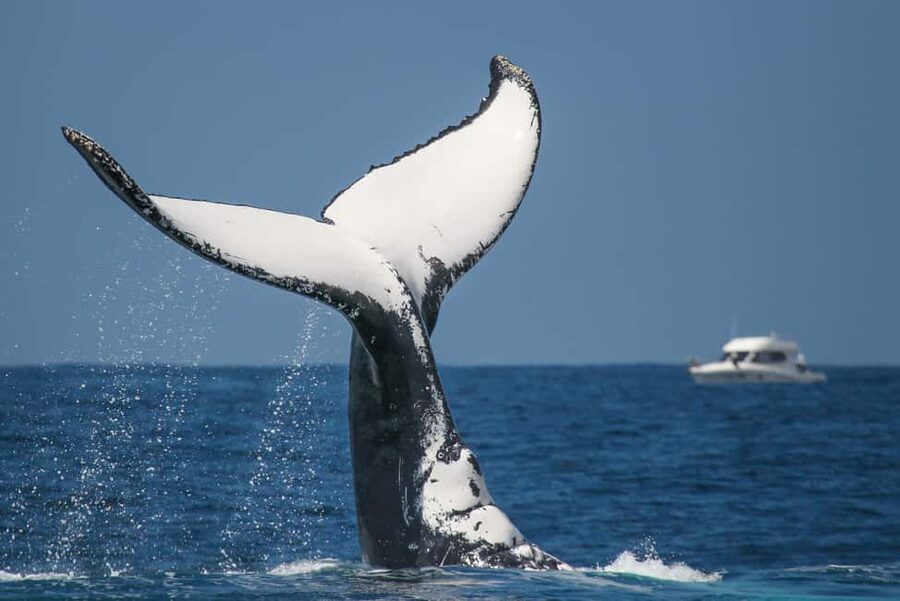 Sydney: 2-hour Express Whale Watching Cruise - Spending about 90 minutes with the humpbacks