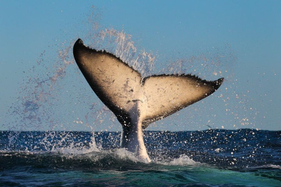 Sydney: 2-hour Express Whale Watching Cruise - Motion sickness and ocean conditions