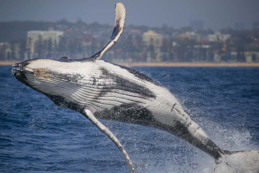Sydney: 2-hour Express Whale Watching Cruise - Meeting at Circular Quay Wharf 6