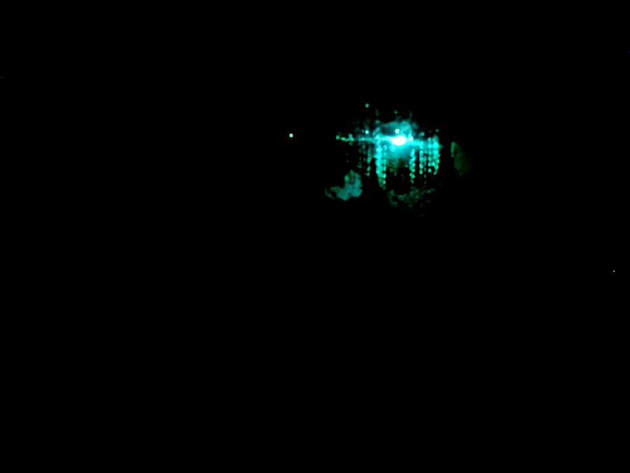 Sydney: Blue Mountains Glow Worms Wild Adventure by Night - Key points to know before booking