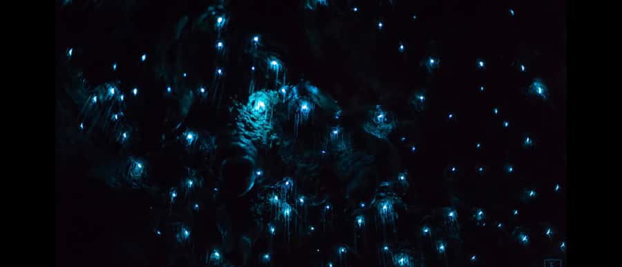 Sydney: Blue Mountains Glow Worms Wild Adventure by Night - What you might see on the forest route