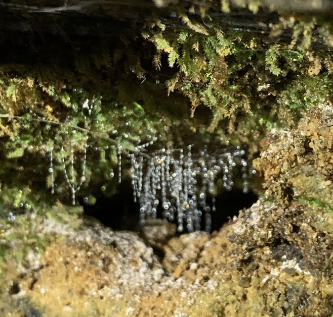 Sydney: Blue Mountains Glow Worms Wild Adventure by Night - Is $130 good value from Sydney?