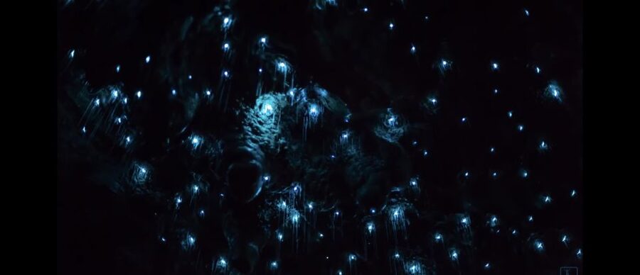 Sydney: Blue Mountains Glow Worms Wild Adventure by Night - Practical details that can save your evening