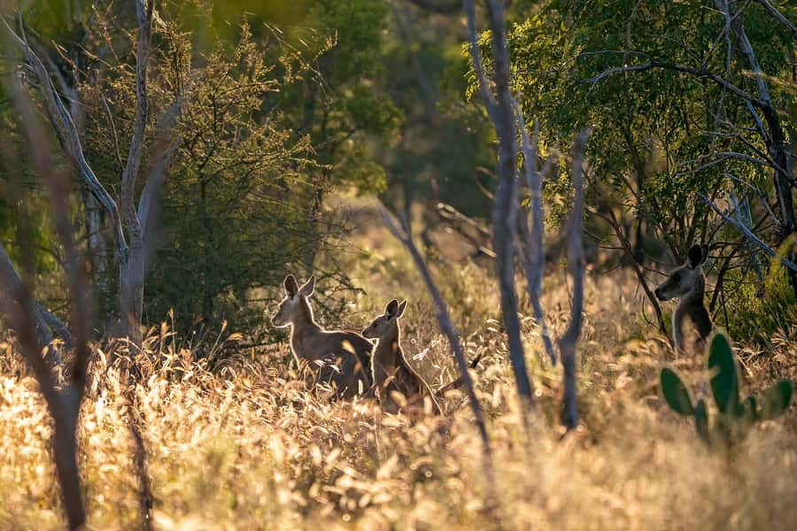 Sydney: Blue Mountains Kangaroos, Wilderness and Sunset Tour - Sublime Point Lookout and the picnic lunch