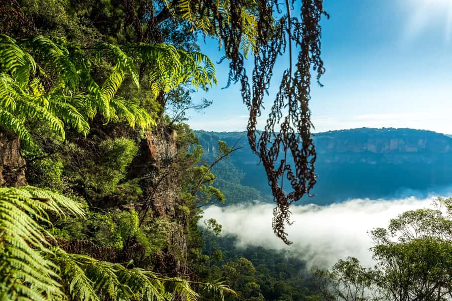 Sydney: Blue Mountains Late Start: Walks, Wildlife & Dinner - Who will enjoy this Blue Mountains day most?