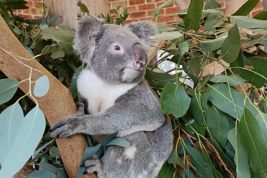 Sydney: Blue Mountains Late Start: Walks, Wildlife & Dinner - Dinner turns a long day into an easy evening