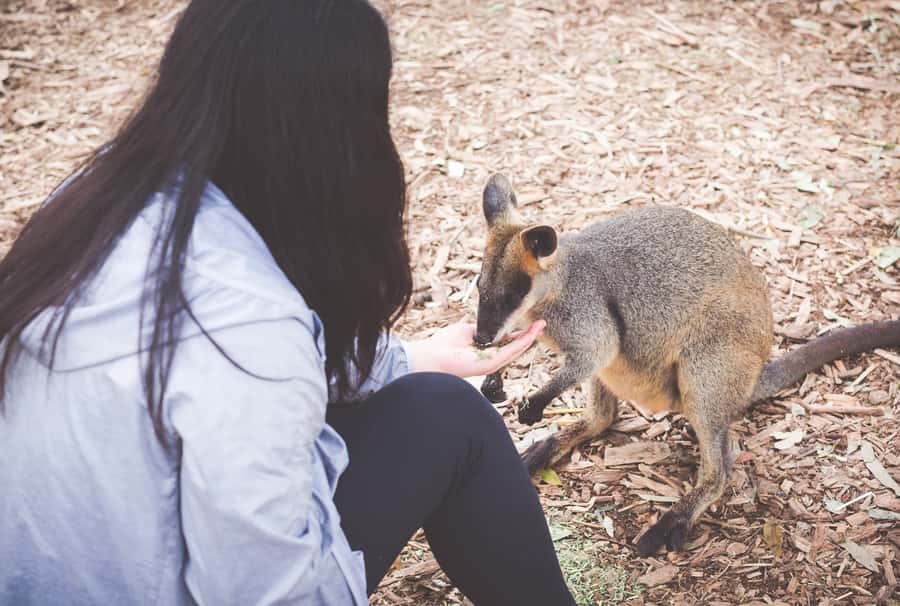 Sydney: Blue Mountains Wildlife & Bushwalk Small-Group Tour - Why this Blue Mountains day trip works