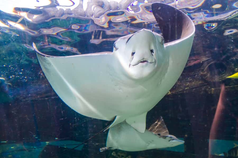 Sydney: Combo Pass for 2, 3, or 4 Top City Attractions - Meet famous faces at Madame Tussauds