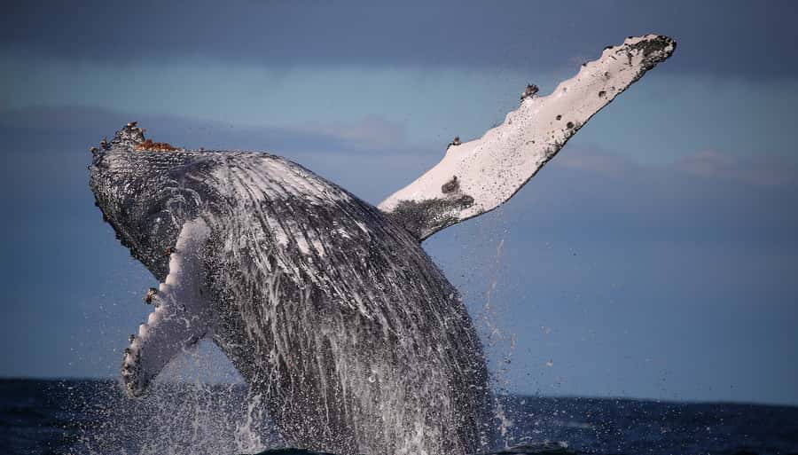 Sydney: Discovery Whale Watching Tour by Catamaran - Key points before you book