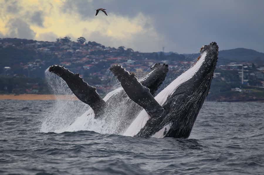 Sydney: Discovery Whale Watching Tour by Catamaran - Why the quick run from Darling Harbour matters