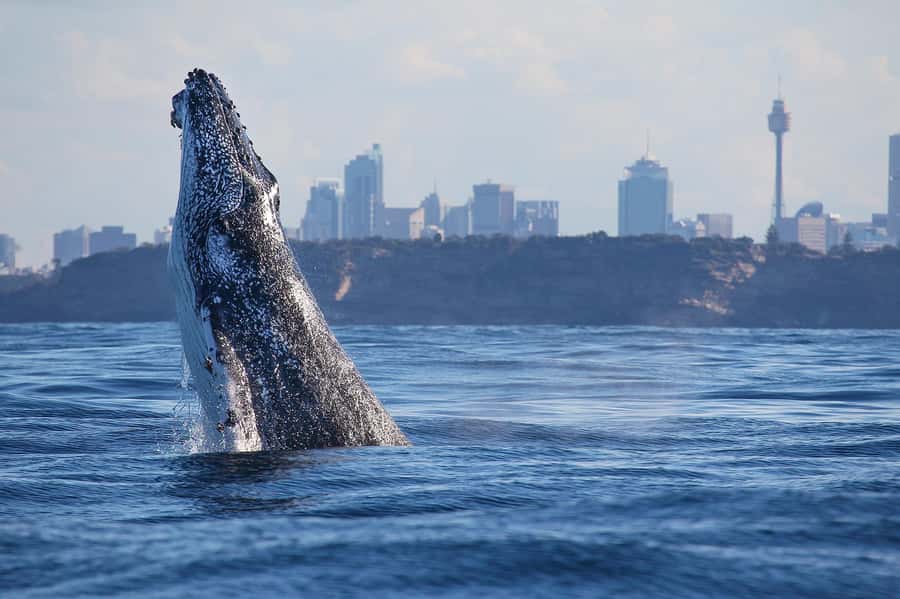 Sydney: Discovery Whale Watching Tour by Catamaran - The whale search begins after the open-water crossing