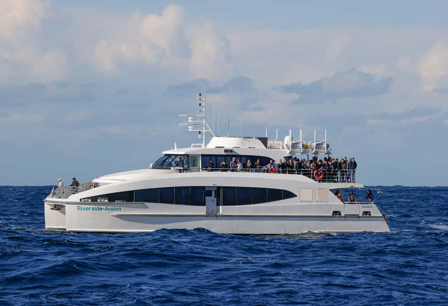 Sydney: Discovery Whale Watching Tour by Catamaran - Practical details for a smoother outing