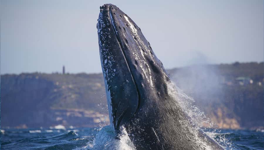 Sydney: Discovery Whale Watching Tour by Catamaran - Inside Fantasea Avalon